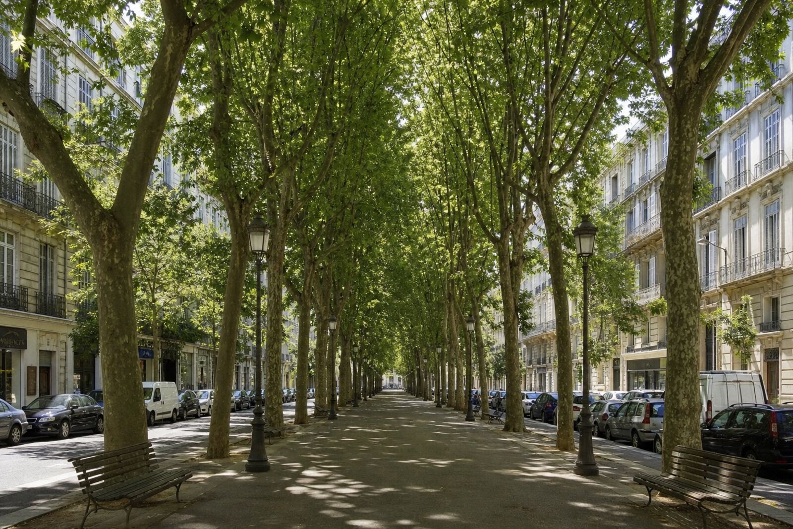 Illustration du boulevard Vauban : triple allée de platanes et immeubles bourgeois en pierre claire